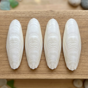 bars flea and tick for dogs and cats