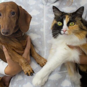 قسم القطط والكلاب