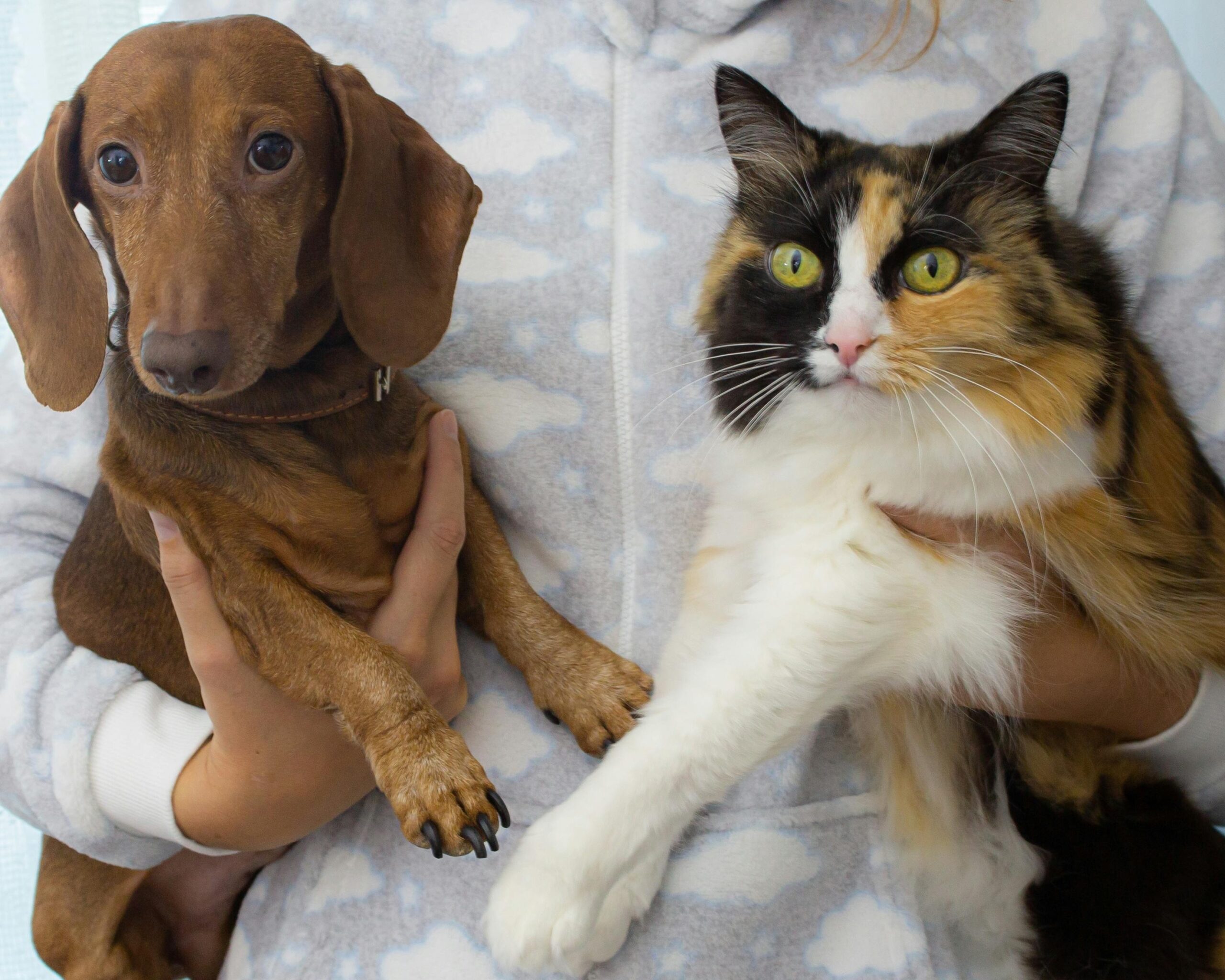 cat and dog